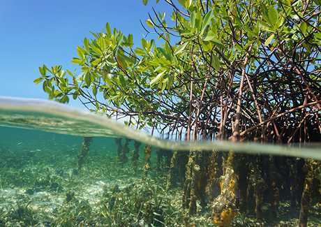 Mangroves