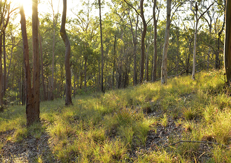 Woodlands and Forests
