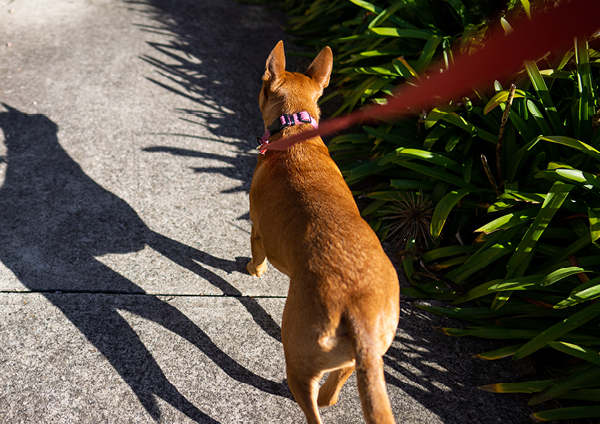 Dog on leash