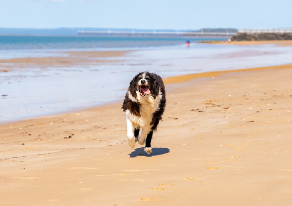 Have your say on dogs on Hervey Bay beaches