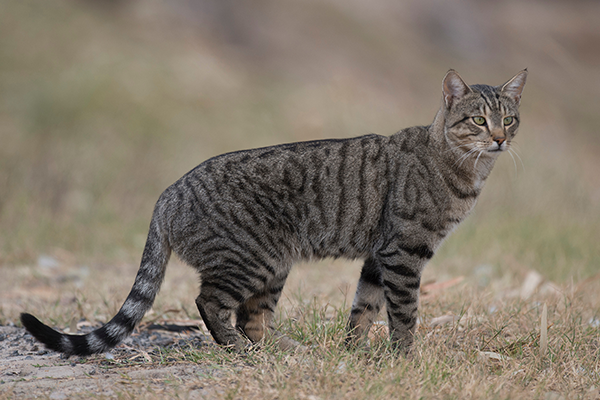 Feral cat