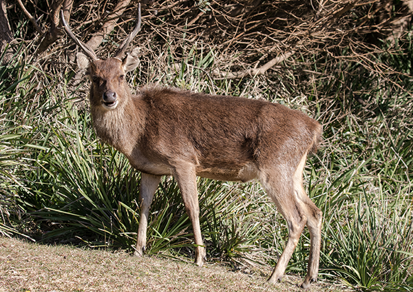 Feral Deer