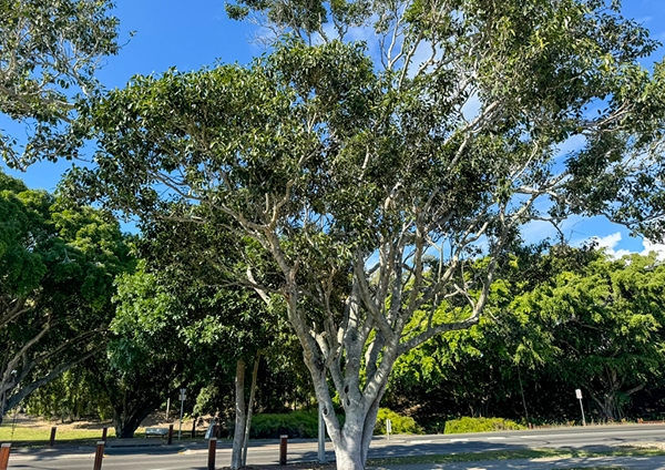 Fig Tree Removal