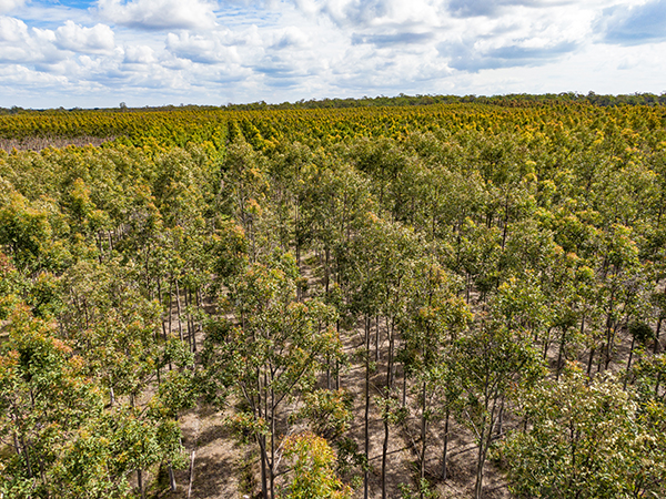 Hebblewhite hardwood plantation