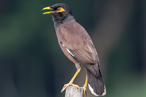 Indian Myna