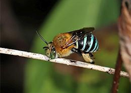 Native Bee