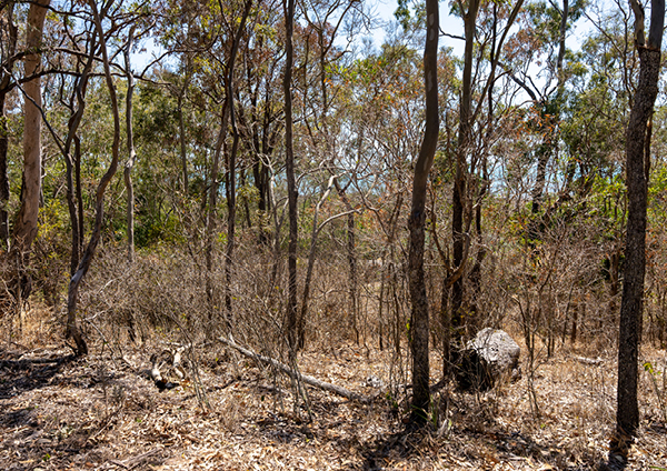 Poisoned trees