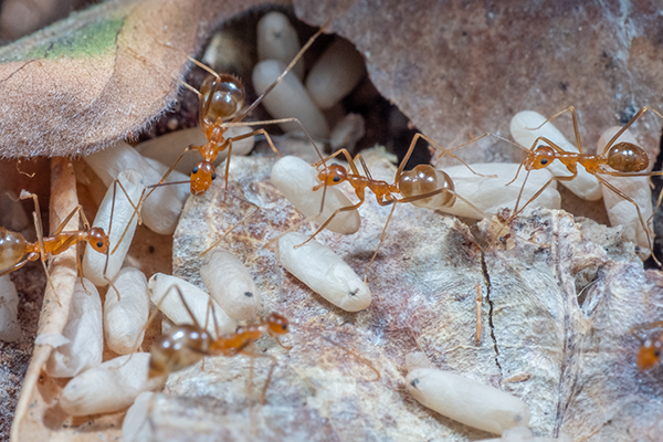 Yellow Crazy Ants