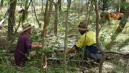 Toogoom foreshore project