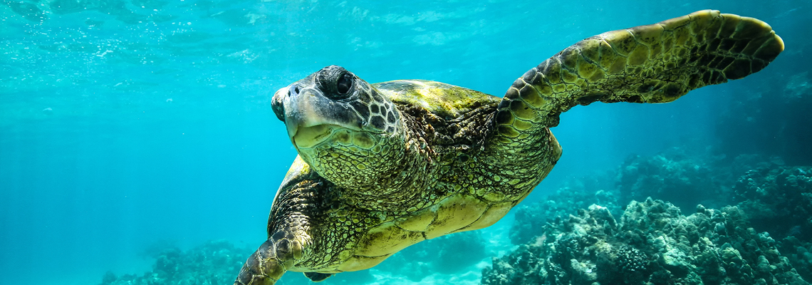 Marine Turtles – Fraser Coast Regional Council